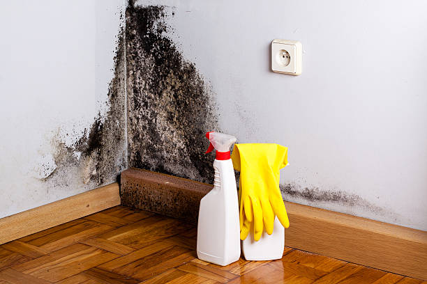 Why You Should Choose Our Mold Remediation Services in Cullman, AL